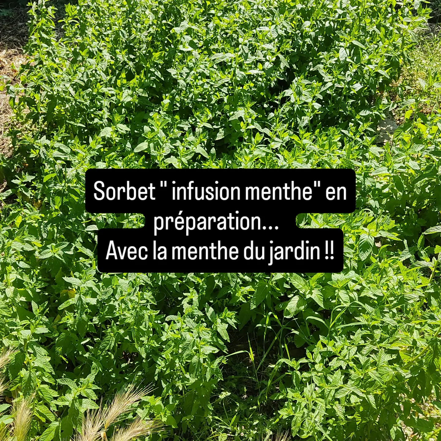Menthe au jardin et annonce de la préparation du sorbet infusion menthe.