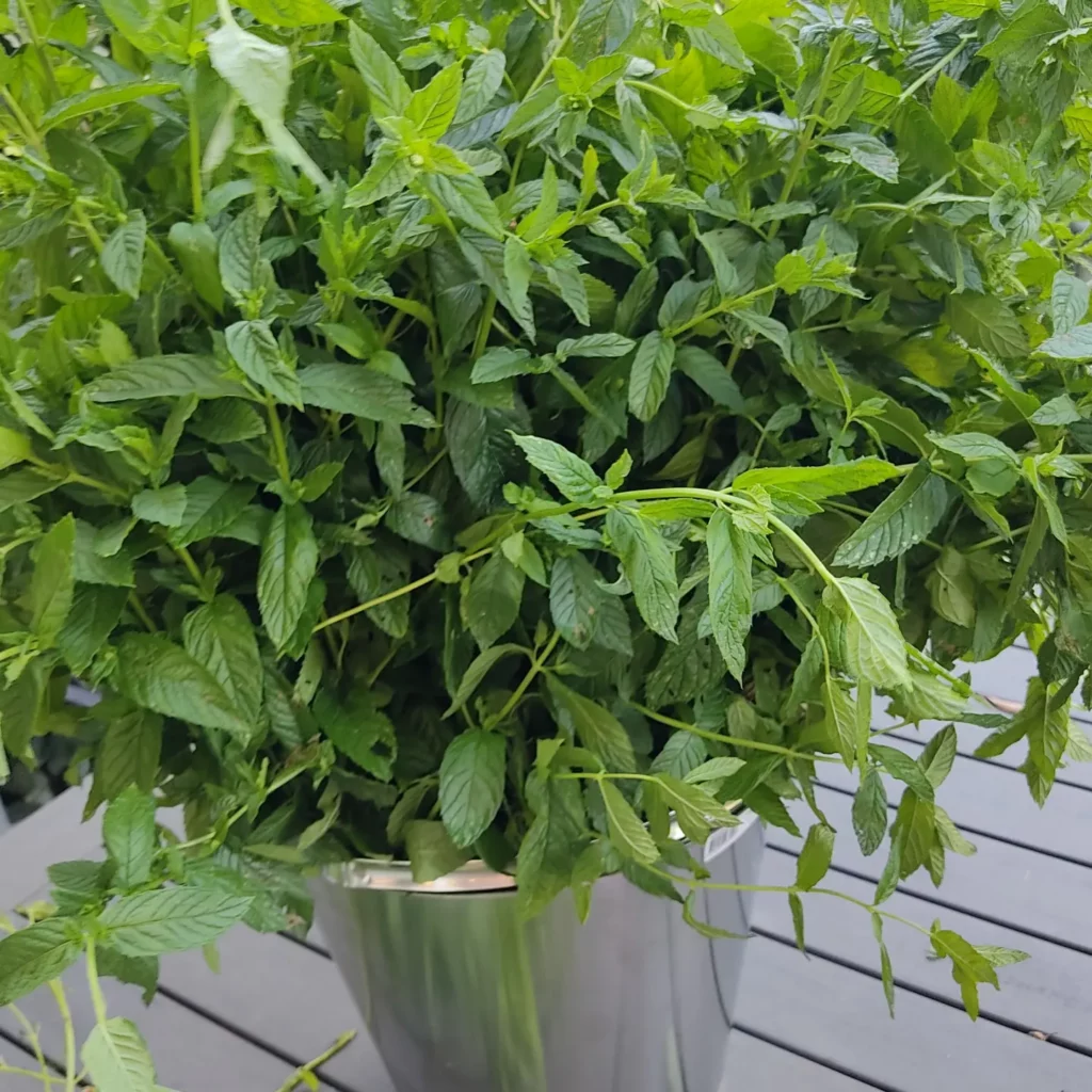 Bouquet de menthe récoltée dans un récipient.
