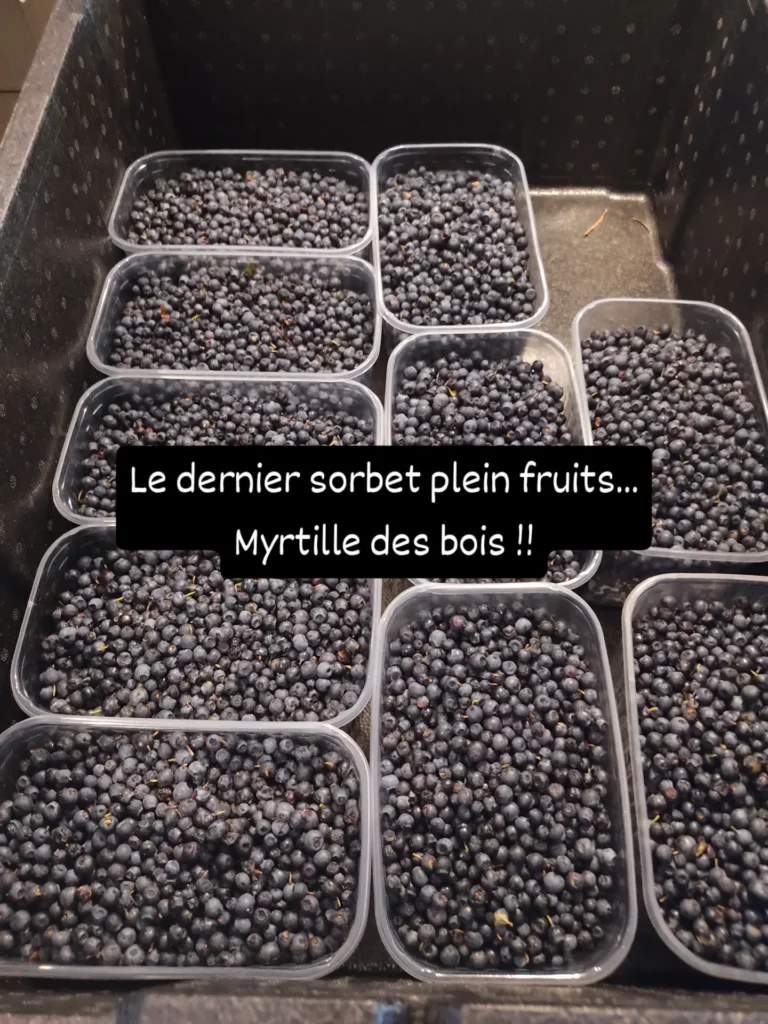 Bacs de myrtilles avant leur transformation en sorbet.