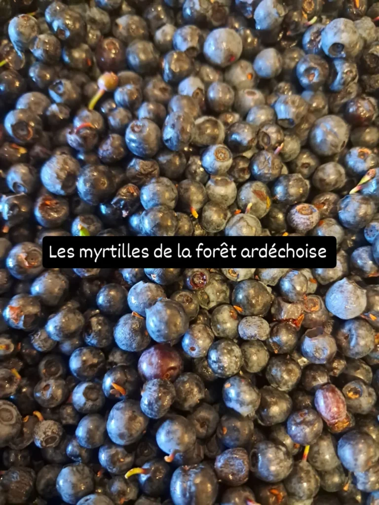 Myrtilles des bois de la forêt ardéchoise.